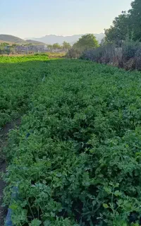 سبزی خورشتی گوجە و بادمجان  دوشان