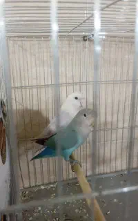 طوطی برزیلی