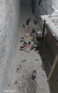 جوجه