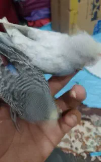 فروش جوجه مرغ عشق سرلاکی توضیح