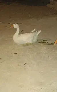 فروش غاز شمالی