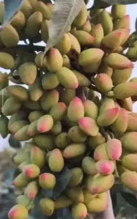 درآمد دو برابر با ضدقارچ تریکودرما کروا