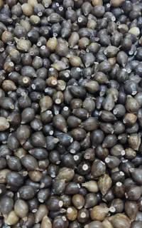 مروارید سیاه(به زبان محلی شال مرخه)