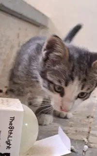 گربه