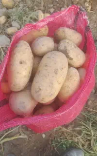 فروش سیب زمینی پیاز خیار گوجه ارسال پیک موتوری