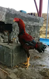 خروس لاری