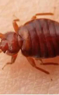 سم پاشی ساس سوسک موش (سمپاشی  کل مناطق با ضمانت )