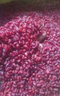 زرشک اناری درجه یک خوش رنگ