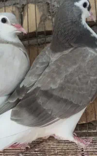 جوجه ساده ذات هفت رنگ