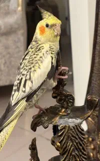 عروس هلندی گم شده