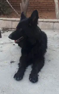 سگ ژرمن شپرد