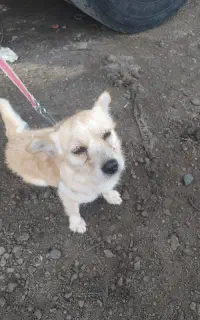 سگ پامرین ماده آماده