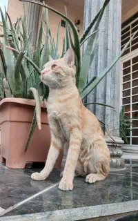 گربه نارنجی  خوشگل