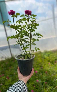فروش عمده انواع  نهال گل