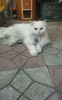 گربه پرشین چشم اقیانوسی
