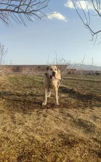 سگ پژدر