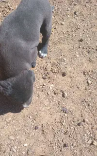 توله سگ سرابی