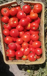 گوجه اناری مخصوص رب