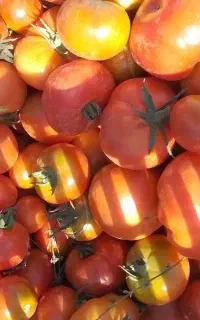 گوجه دیم صدرصدارگانیک گیلاسی