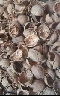 پوست گردو