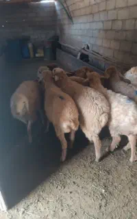 بره نر 11راس