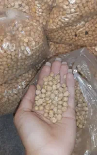 نخود کرمانشاه