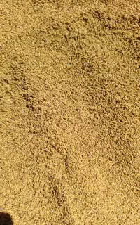 بذر یونجه اصلاح شده