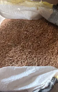 گندم دیم امسال