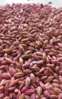 جو آبی بذری رقم بهمن شش پر وشهبدوجلگه