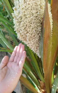 گرد نخل خرما نر درجه یک تازه تازه