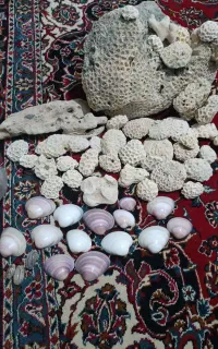 صدف خوش رنگ و زیبا