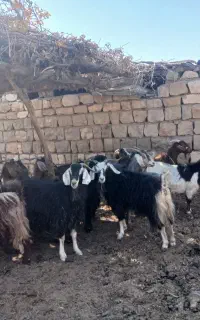 بز بزغاله