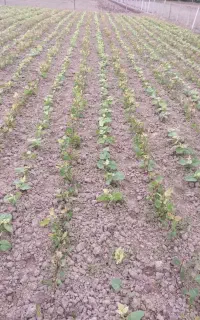 کود هیومیک اسید محرک رشد اصل کانادایی برای کشاورزی