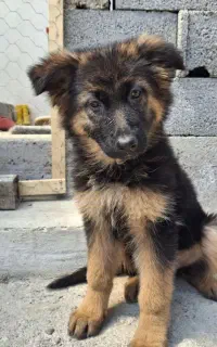 توله ژرمن شولاین مو بلند اصیل