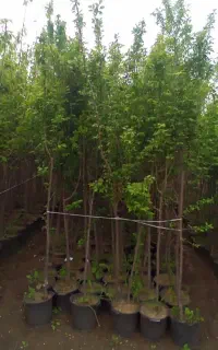 نهال درختان کشت بافتی 5ساله داخل سطل آماده کاشت