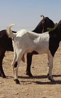 بز پاکستانی