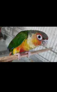 گرینچیک گم شده