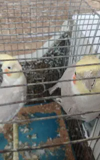 عروس هلندی
