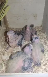 عروس هلندی گم شده