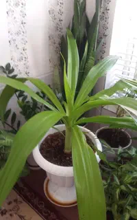 گل طبیعی