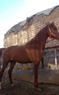 باسلام فروشی قیمت مناسب خویدار و