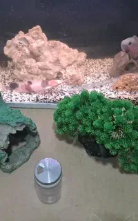 آکواریوم ماهی به همراه ماهی شرکت دلسا