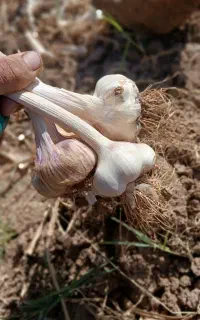 سیر خشک