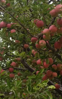 فروش سیب قرمز و زرد