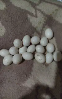 تخم کبوتر