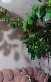 گل و گیاه زینتی