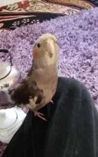عروس هلندی گم شده