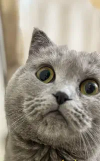 اسکاتیش فولد بلو ماده نژاد اصل