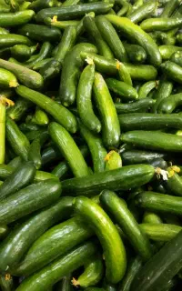 خیار بوته  خیار شوری  درجه یک  موجود است
