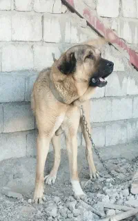 سگ پژدر